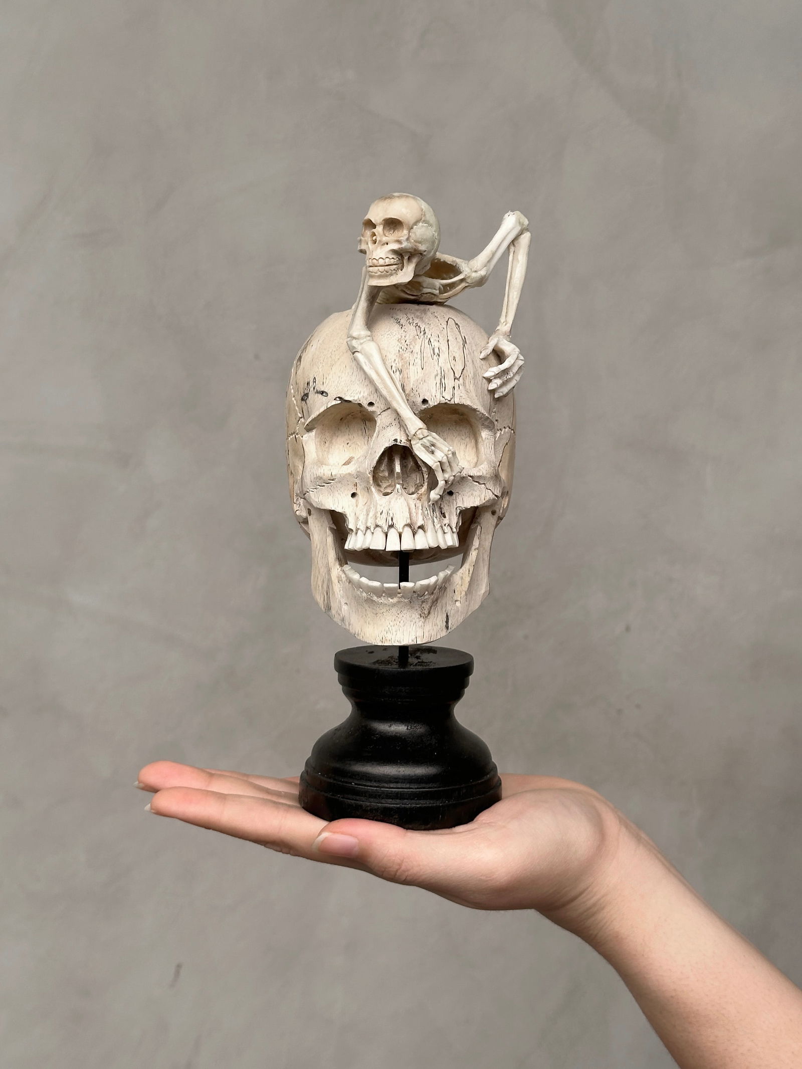 A Stunning Tamarind Human Skull with a skeleton (1 of 10)