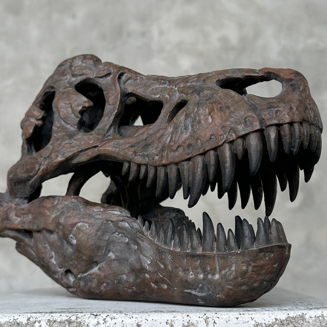 Tyrannosaurus Rex Skull Replica brown - Museum Quality - Taxidermy replica mount (1 of 9)