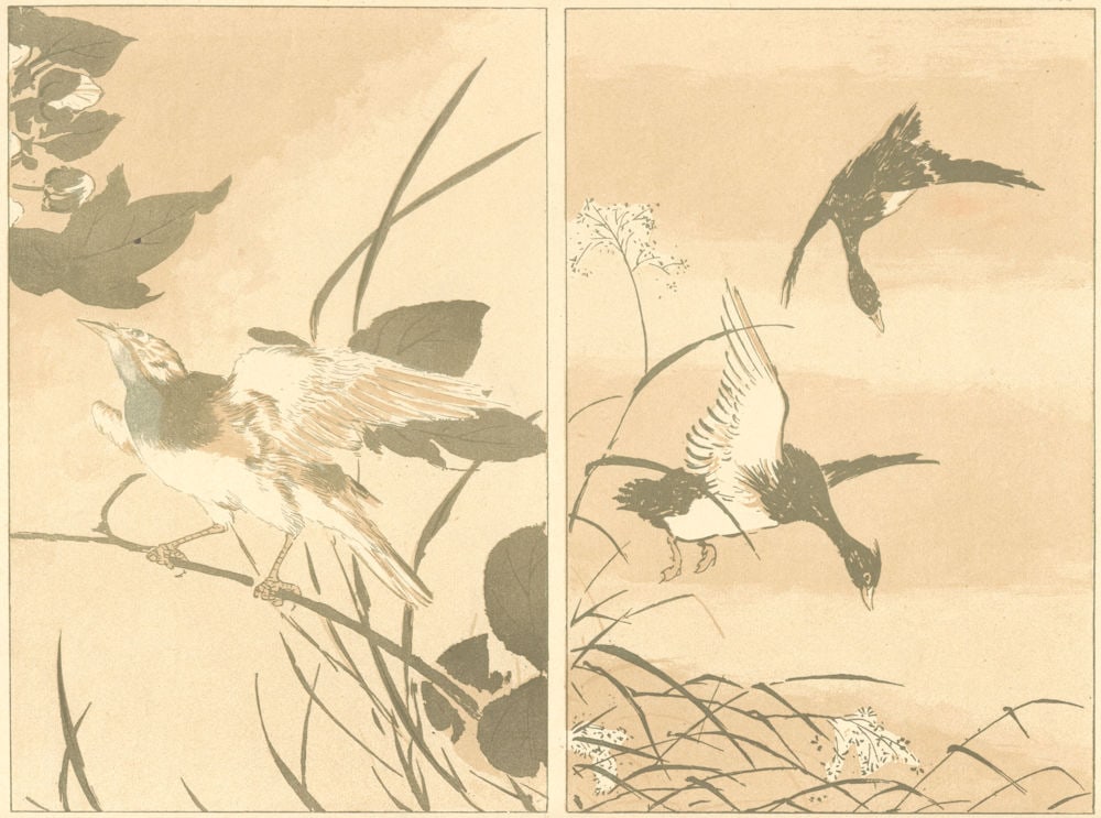 JAPAN. Anonymous study of Birds 1890 old antique vintage print picture (1 of 1)