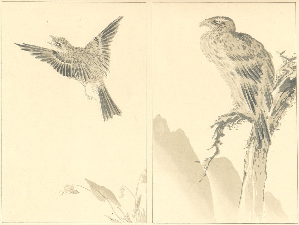 JAPAN. Two Birds. Anonymous Study 1890 old antique vintage print picture (1 of 1)