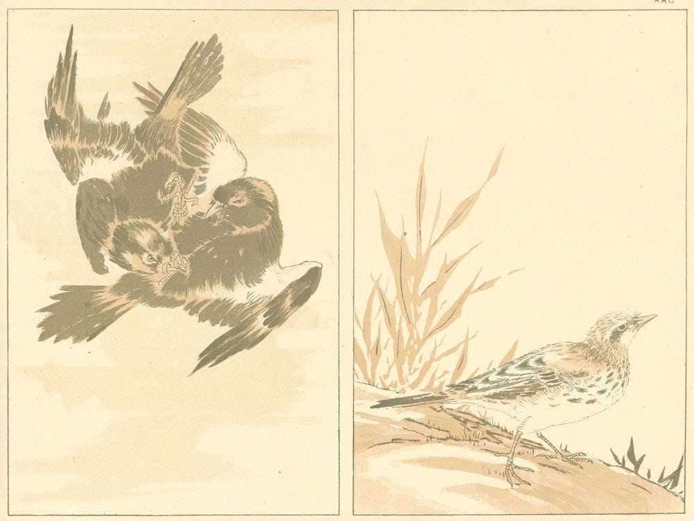 JAPAN. Birds 1890 old antique vintage print picture: Title: JAPAN. Birds 1890 old antique vintage print picture Description: Birds' (Contents of number 29) by Anonymous. Published 1890. Antique colour woodblock print. Size 20 x 27 cm | 8.0 x 10.5 inches