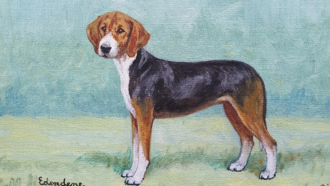 Dorothy Alexandra Johnson; English School Mid 20th Century Oil Painting Hamiltonstovare Hound Dog, c (1 of 20)