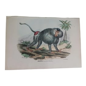 Antique Monkey Handcolored Lithograph, Large Size, Italy, 1868 #2