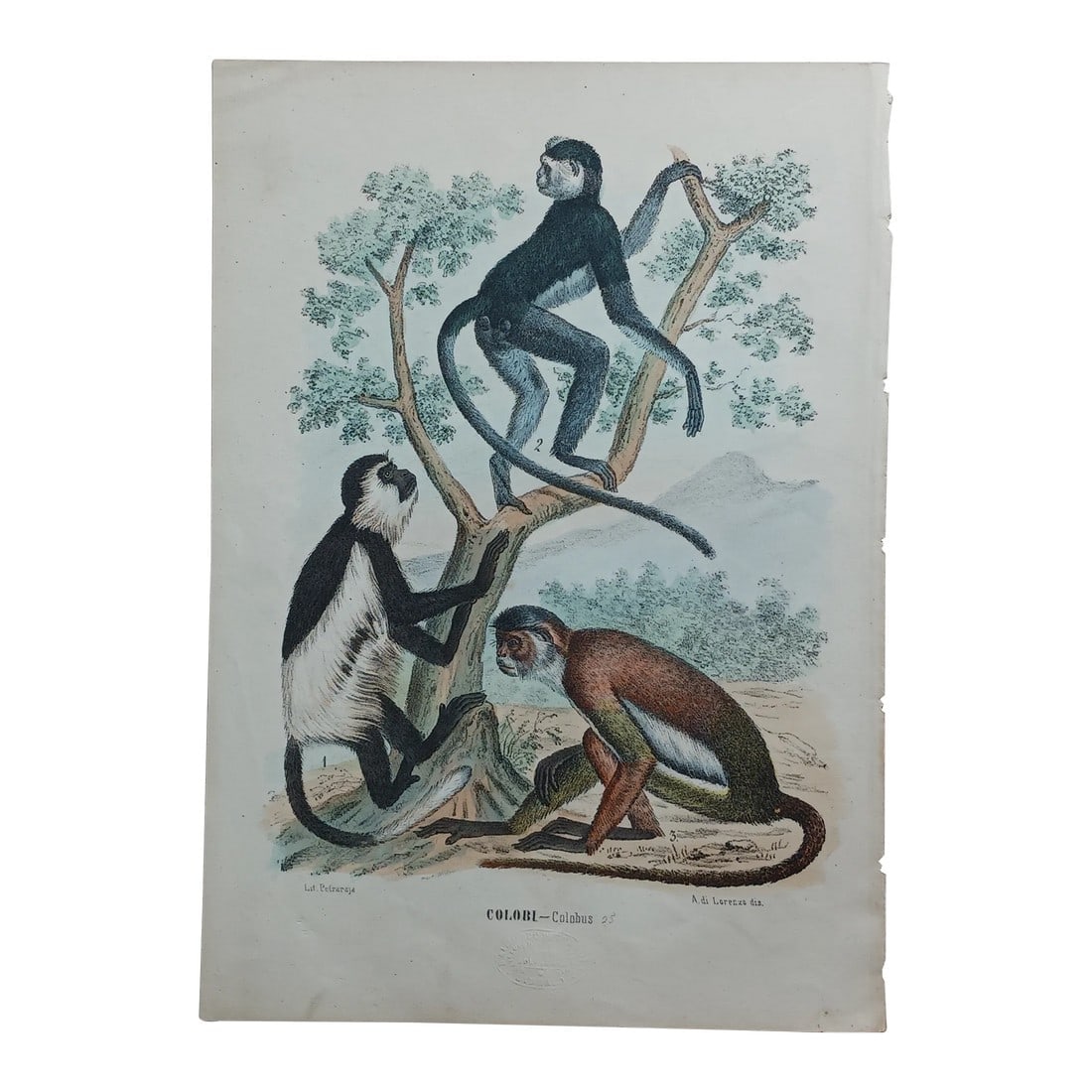 Antique Monkey Handcolored Lithograph, Large Size, Italy, 1868, #1 (1 of 4)