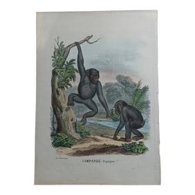 Antique Monkey Hand Colored Lithograph, Large Size, Italy, 1868