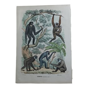 Antique Monkey Hand Colored Lithograph, Large Size, Italy, 1868
