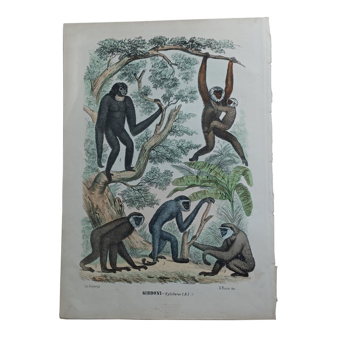 Antique Monkey Hand Colored Lithograph, Large Size, Italy, 1868 (1 of 6)