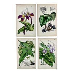 Botanical Engravings by William Curtis, 1856 (Set of 4)