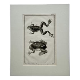 American Bullfrog, Original Engraving by Buffon, 1775