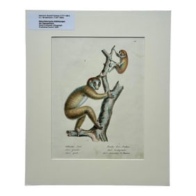 Loris Primates, Original Lithograph by Brodtmann, 1824