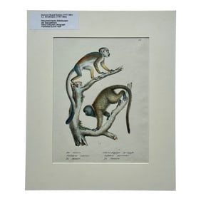 Squirrel & Black-Headed Night Monkey, Original Lithograph by Brodtmann, 1824