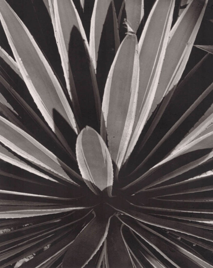HORST - Agave Rupicola, 1945 (1 of 1)