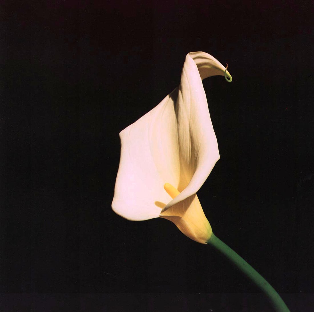 MAPPLETHORPE - Calla Lily, 1987 (1 of 1)