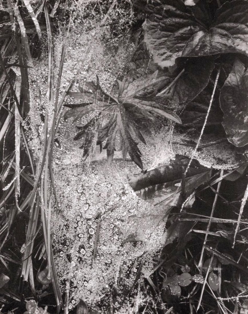 PAUL STRAND - Cobweb in the Rain, Maine, 1937: Title: PAUL STRAND - Cobweb in the Rain, Maine, 1937 Description: Artist: PAUL STRAND Print Title: Cobweb in the Rain, Maine, 1937 Printing Date: 1970s in the US Medium: Photo-lithograph Image size (i