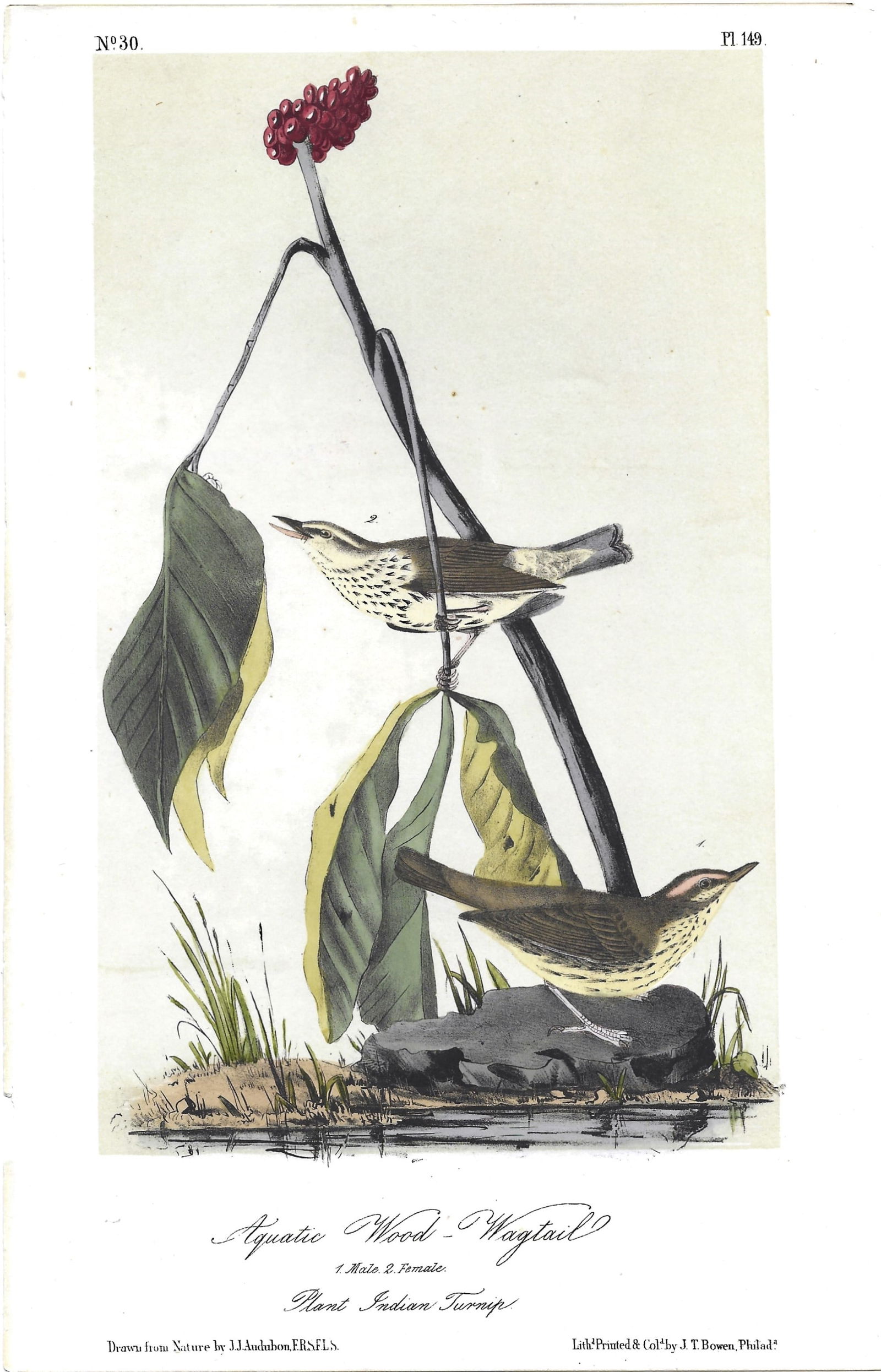 Aquatic Wood Wagtail - original Audubon print