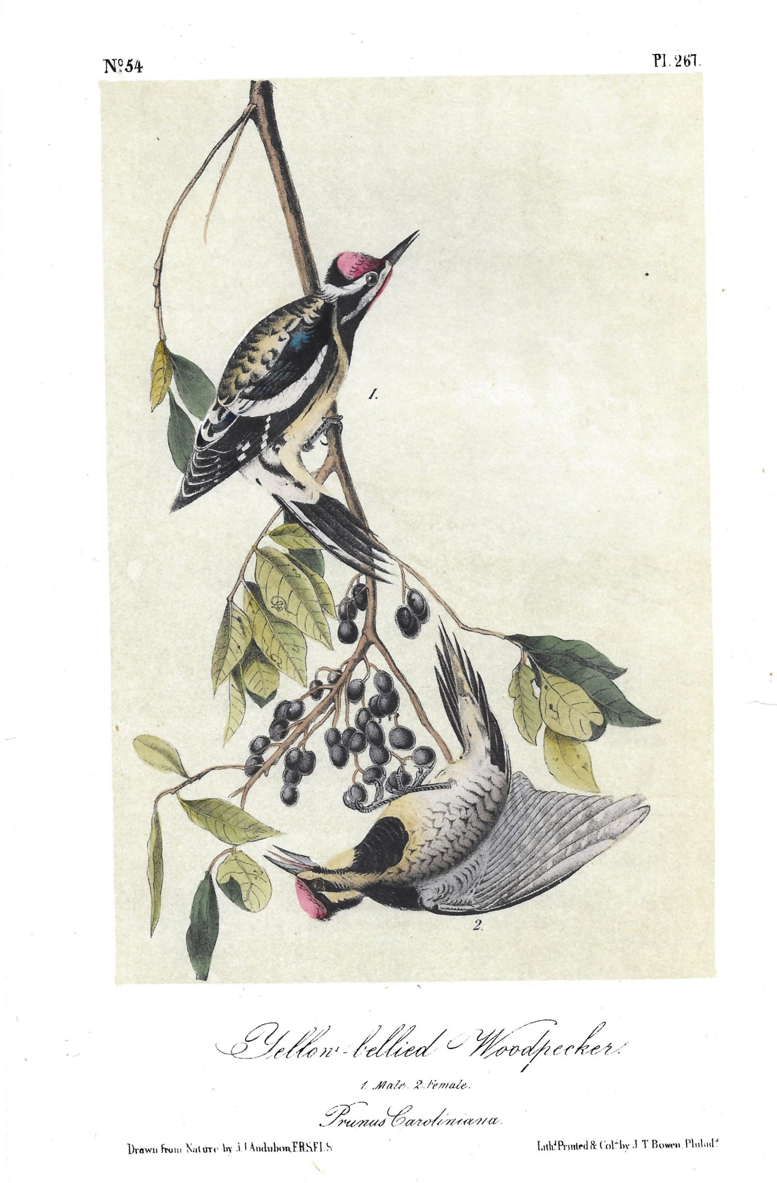 Yellow-bellied Woodpecker - original Audubon print