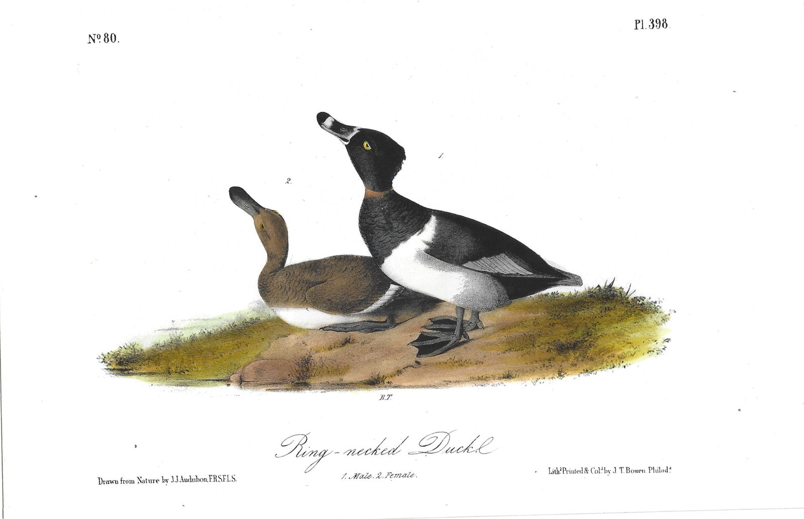 Ring-necked Duck - original Audubon print (1 of 1)