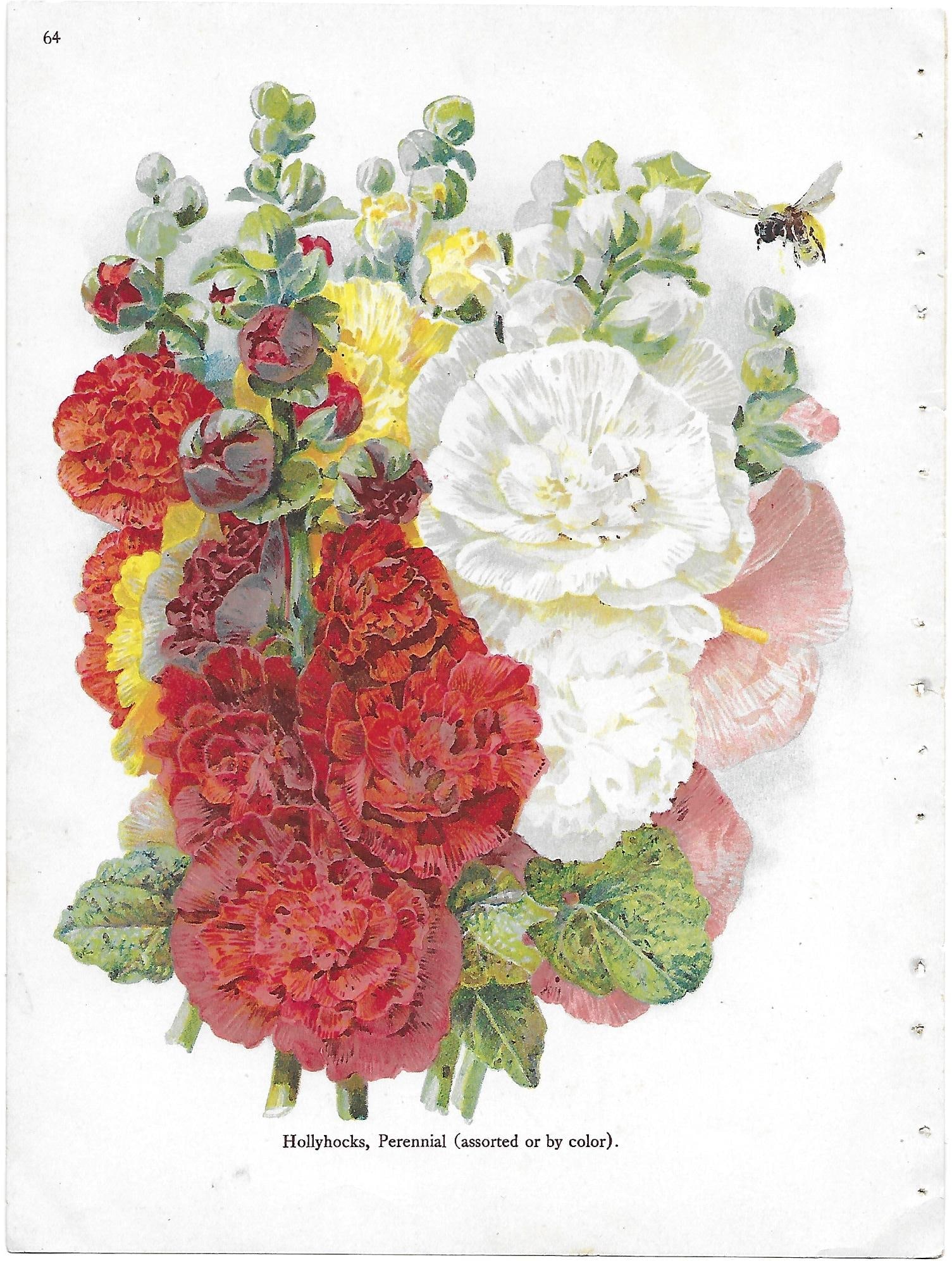 Hollyhocks - antique botanical print
