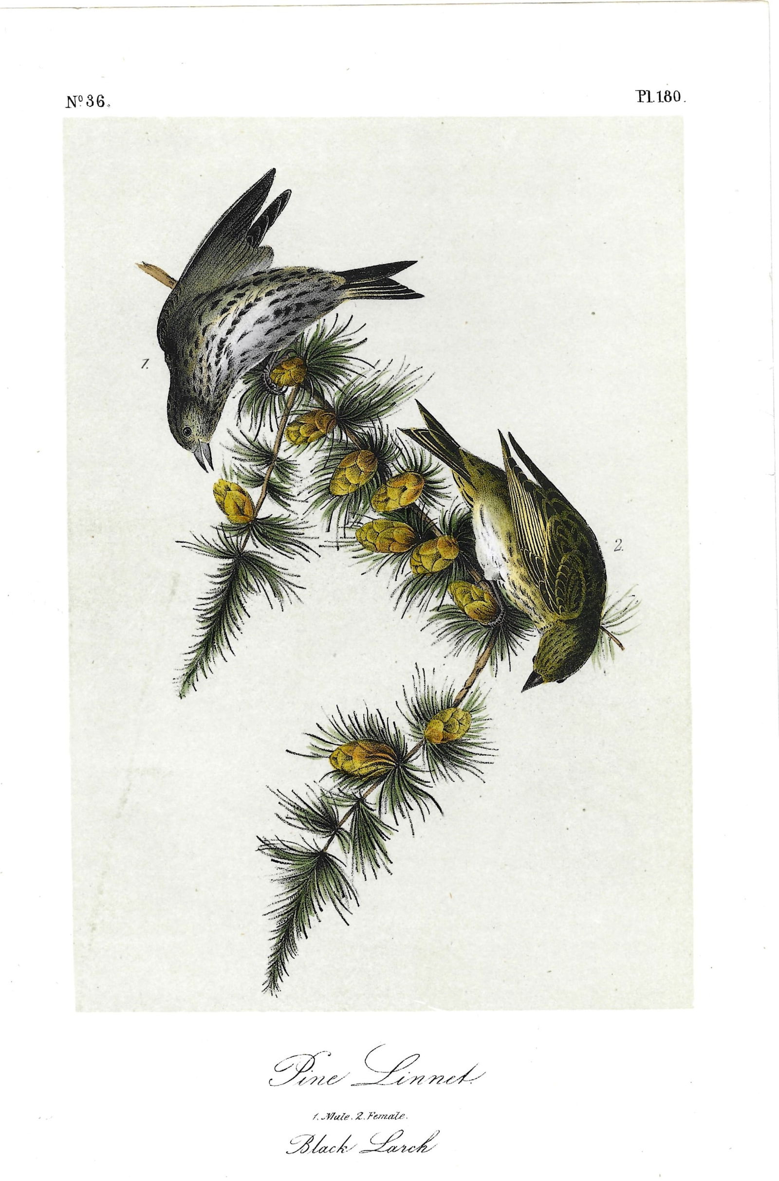 Pine Linnet - original Audubon print