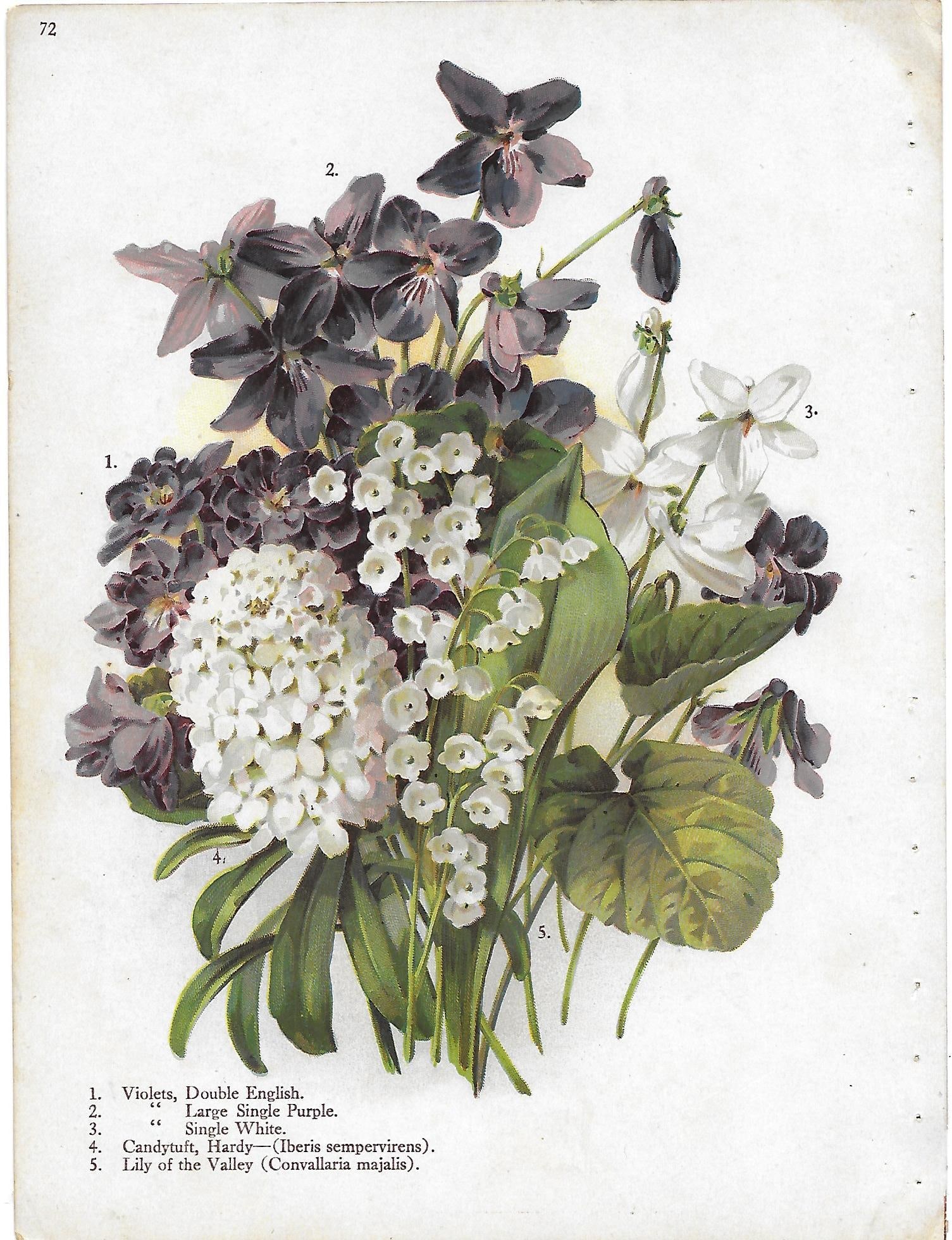 Violets, Candyuft,Lily of the Valley - antique botanical print