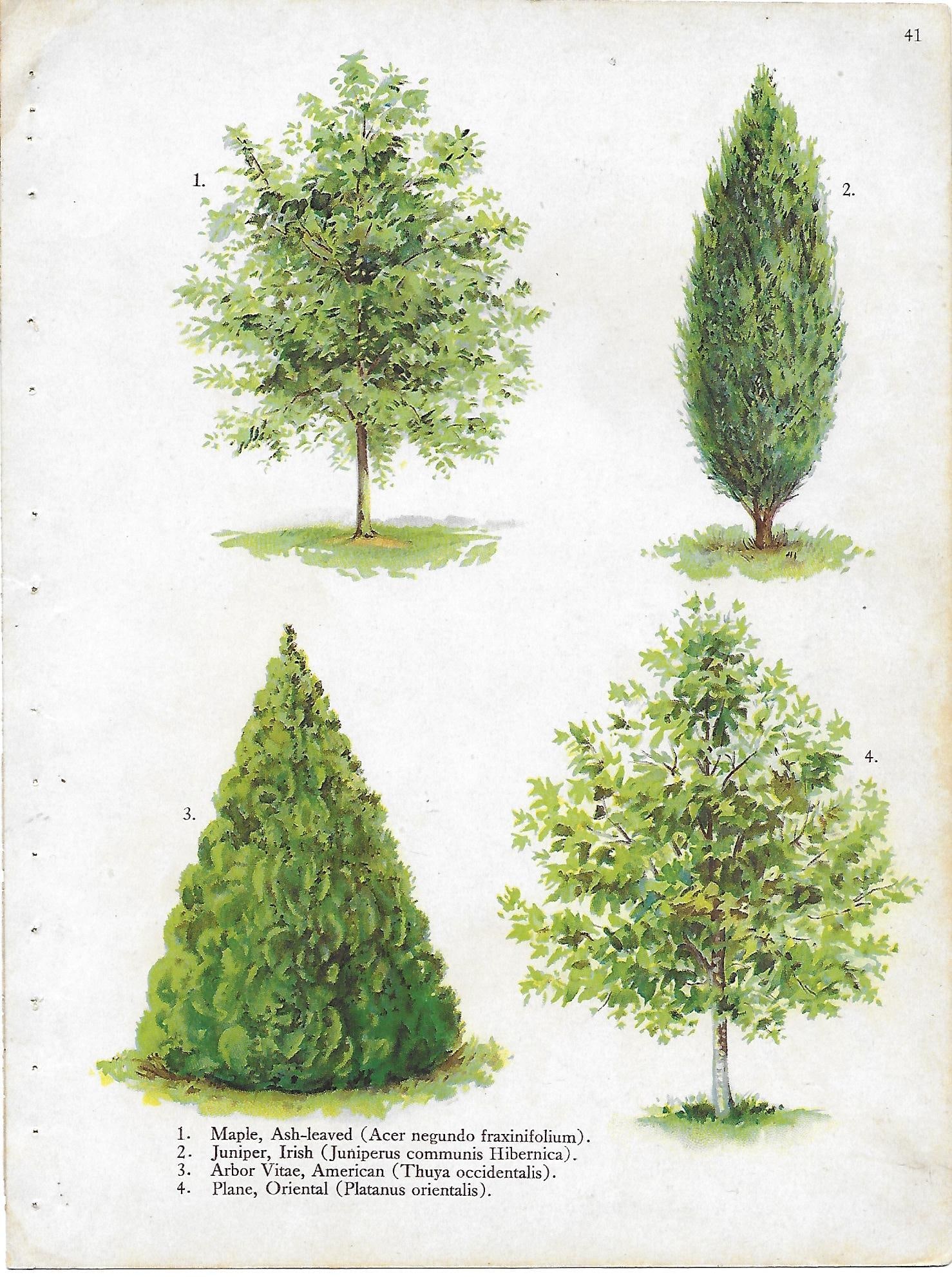 Trees - Maple, Juniper, Arbor Vitae,Plane - landscaping print: Lot Title: Trees - Maple, Juniper, Arbor Vitae,Plane - landscaping print Author/Artist: Alois Lunzer Date: c1900 Source: "First National Nuseries" Catalog Size/Format: 10 x 7.5 inches Process: Chromol