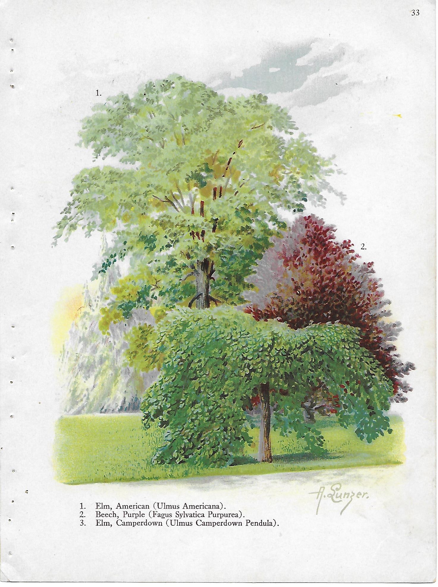 Trees- Elms & Beech - antique landscaping print: Lot Title: Trees- Elms & Beech - antique landscaping print Author/Artist: Alois Lunzer Date: c1900 Source: "First National Nuseries" Catalog Size/Format: 10 x 7.5 inches Process: Chromolithograph Addi