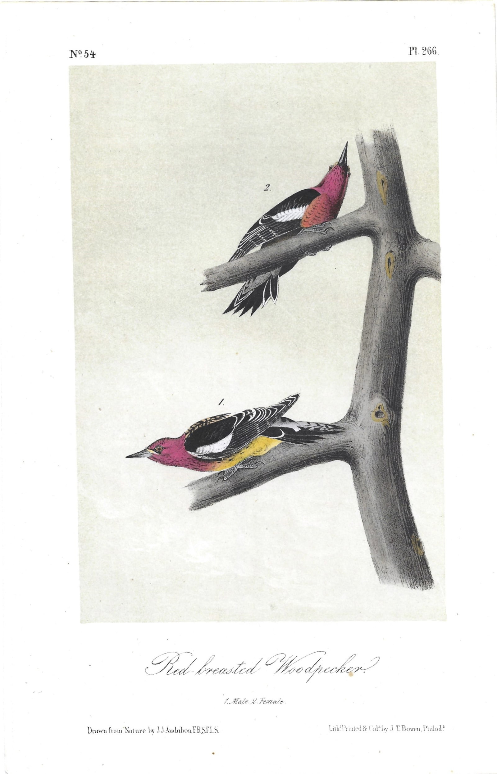 Red-breasted Woodpecker - original Audubon print