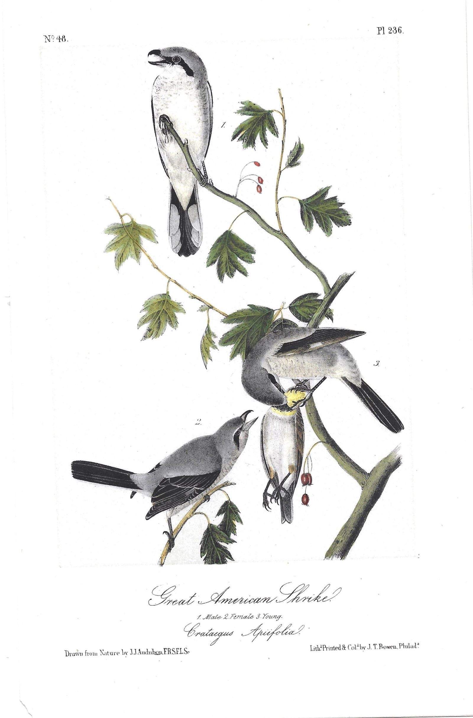 Great American Shrike - original Audubon print (1 of 1)