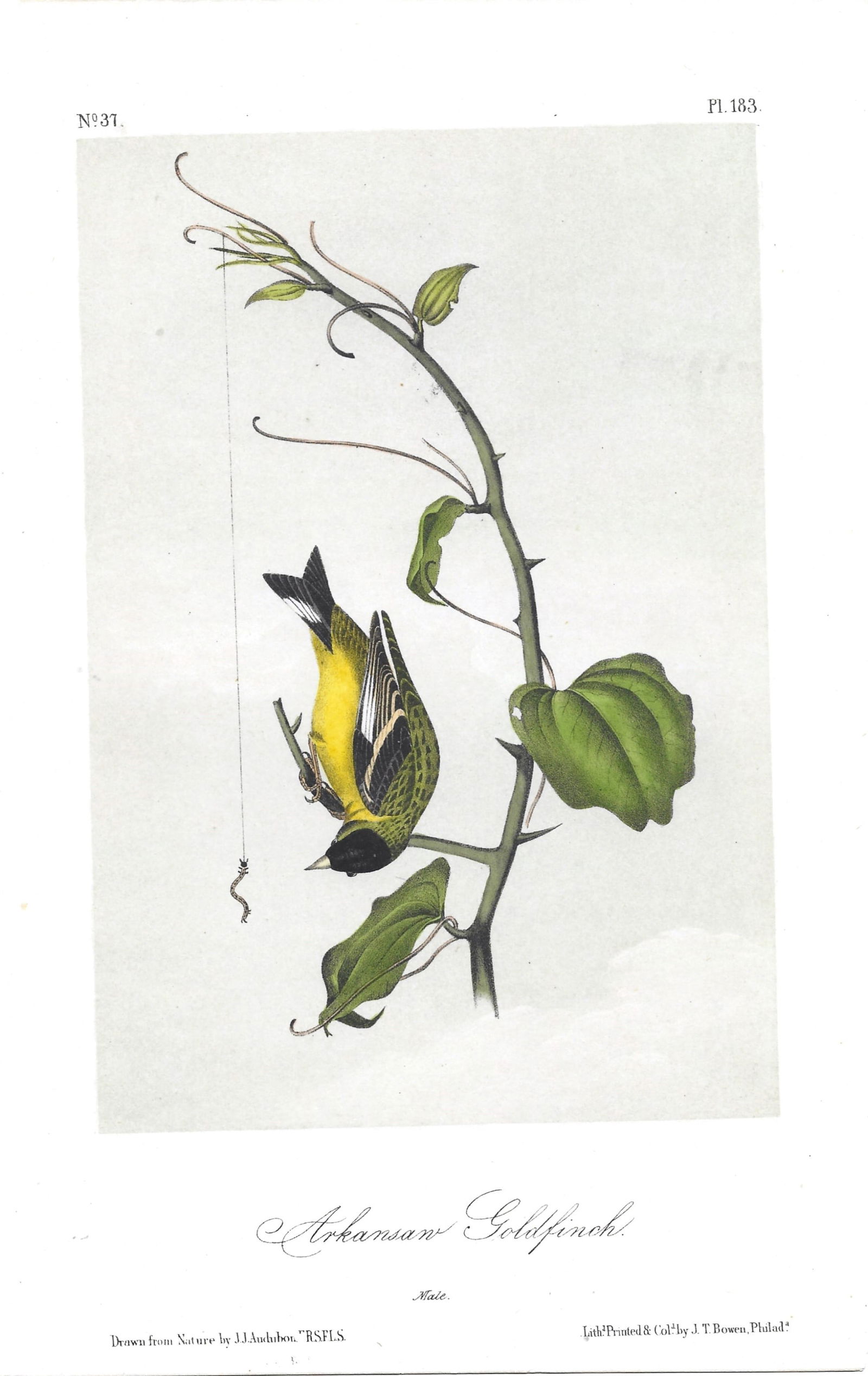 Arkansas Goldfinch - original Auduboin print