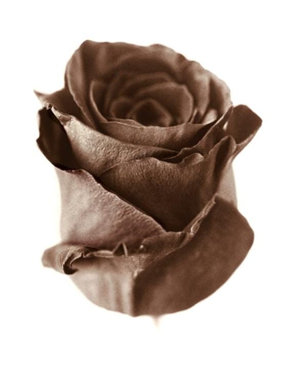 35 MM, SEPIA TONE BLACK ROSE, HOLLAND: Title: 35 MM, SEPIA TONE BLACK ROSE, HOLLAND Artist/Source: UNIDENTIFIED Original Date: 2008 Dimensions: 10X8 Description: || UNITED STATES SHIPPING ONLY! || This lot is a Dye Based Photolithograph an