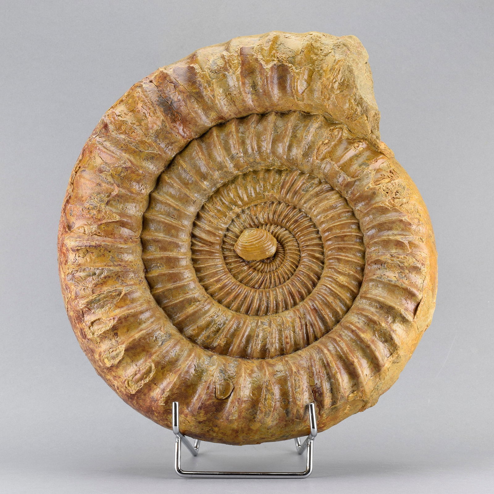 Superb ammonite with bivalve - Perisphinctes (1 of 7)