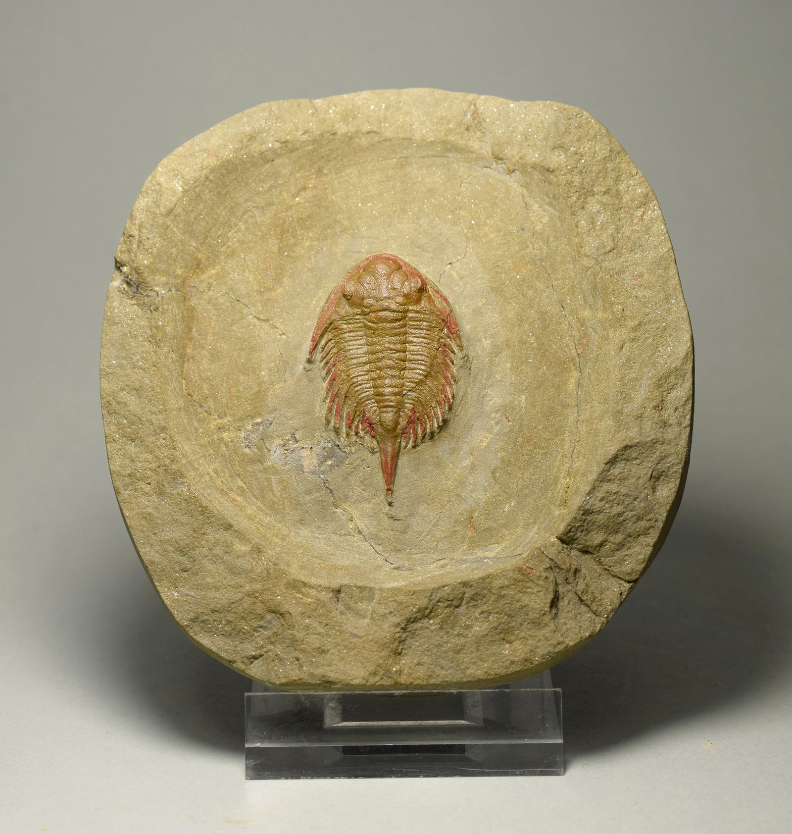 Fine and rare trilobite Parvilichas marochii (1 of 4)