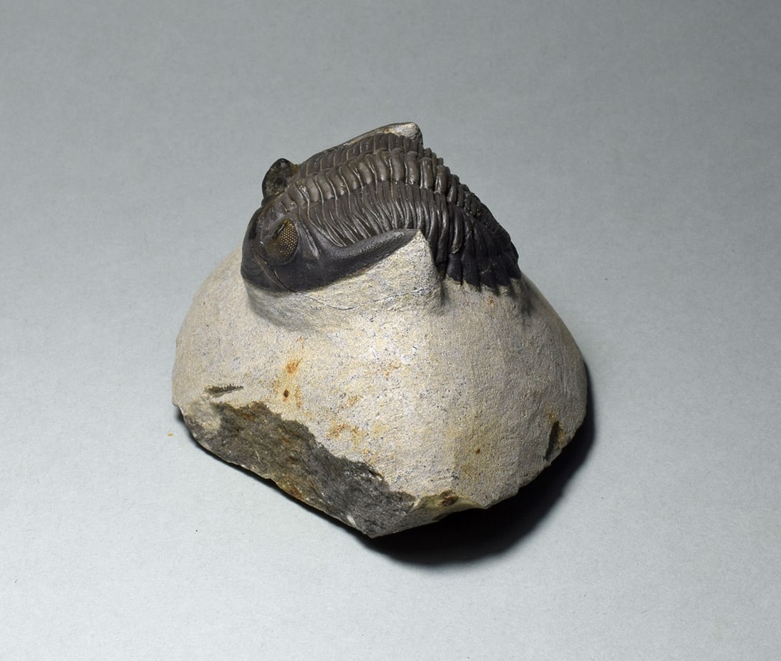 Fine trilobite - Hollardops mesocristata (1 of 5)