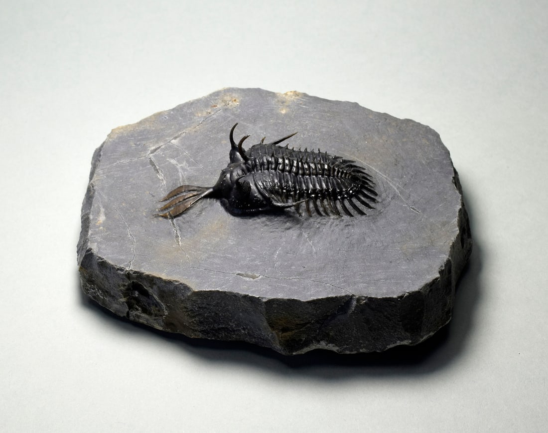 Beautiful trilobite Walliserops lindoei (1 of 8)