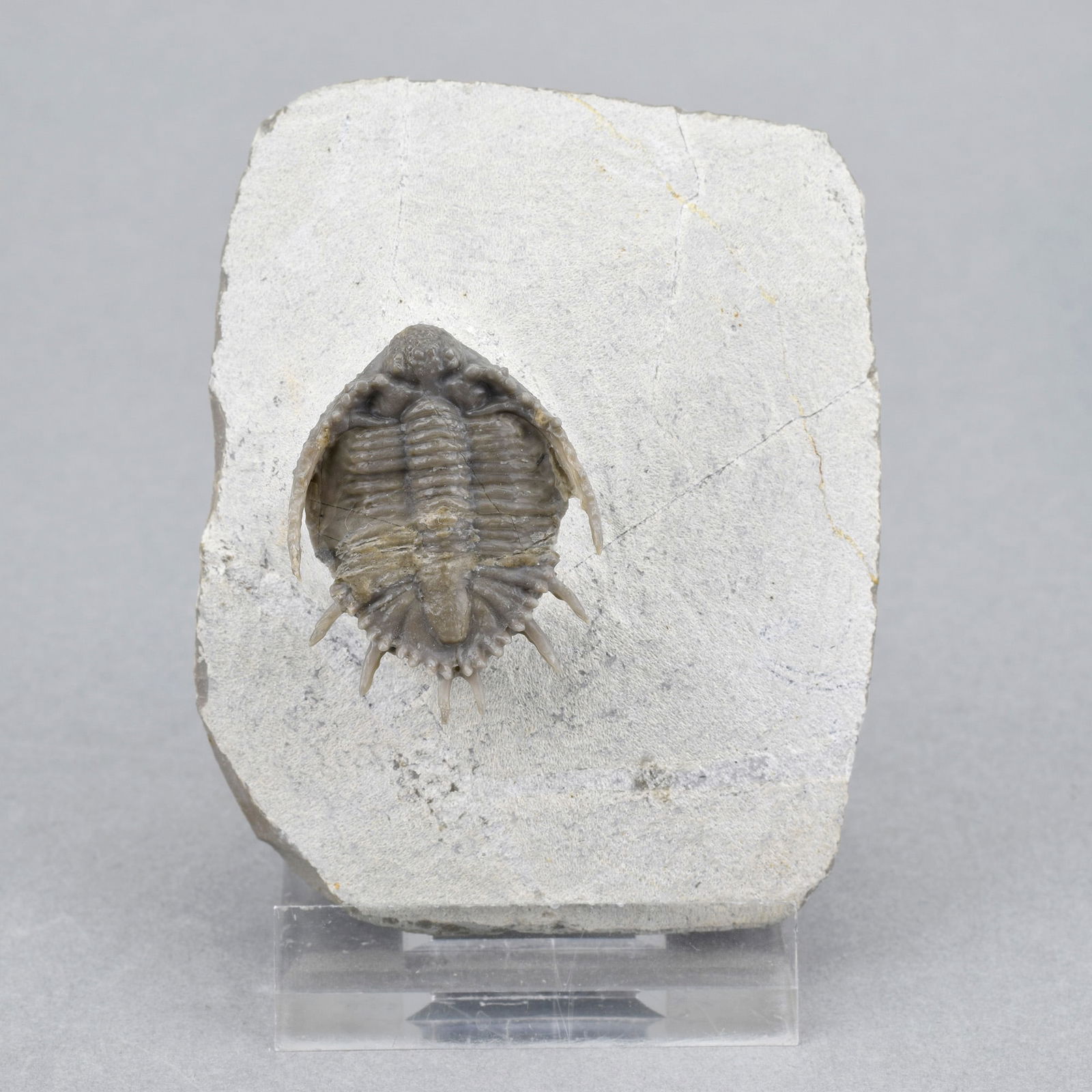 Rare trilobites with '3D' spines - Basseiarges mellishae (1 of 6)