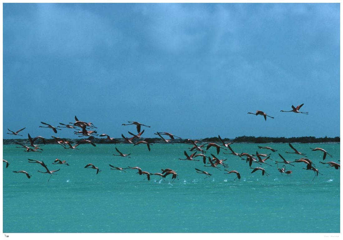 Flamingos In Curacao 1979 - Slim Aarons Estate Stamped: 1979 (printed later) - 7