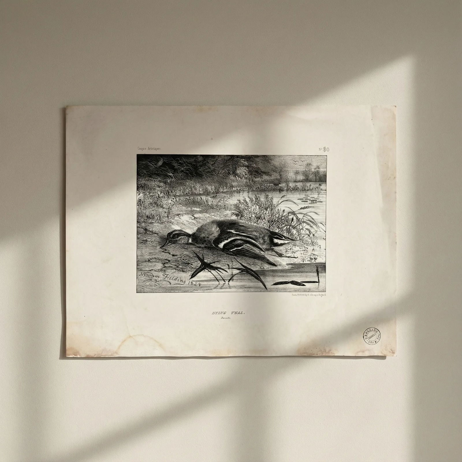 Antique Etching Original Newton FIELDING (1799-1856) Teal, Animal Bird, Duck: Title: Antique Etching Original Newton FIELDING (1799-1856) Teal, Animal Bird, Duck Description: This is an antique item (over 100 years old), and you may be eligible for reduced or exempt customs dut