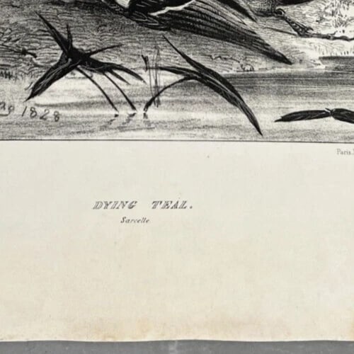 Antique Etching Original Newton FIELDING (1799-1856) Teal, Animal Bird, Duck - 8