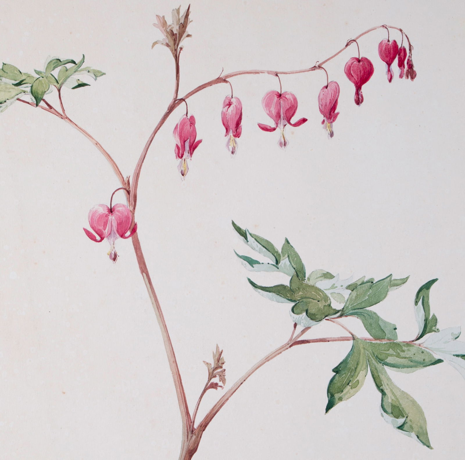 FRENCH aquarellist painting of Dielytra Henri Adam 1890 - 2