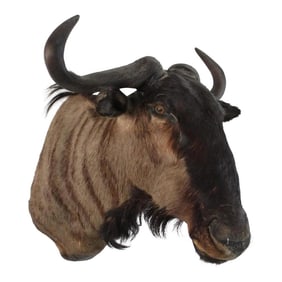 1950s African Wildebeast Head Bust
