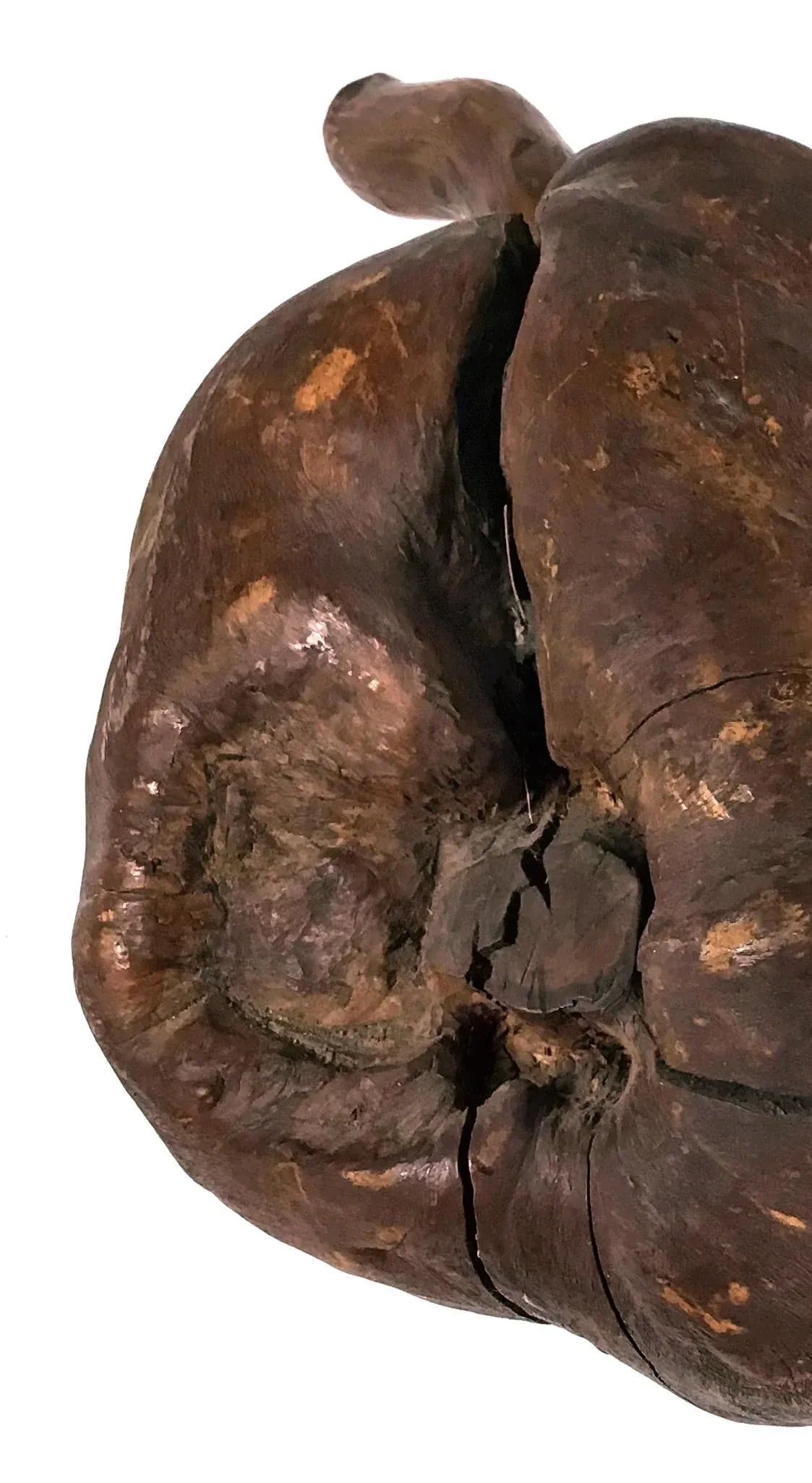 Vintage African Blackwood Root Bulb - 4