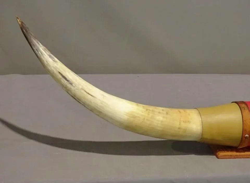 1980s Large Mounted Steer Horns With Red Leather - 2