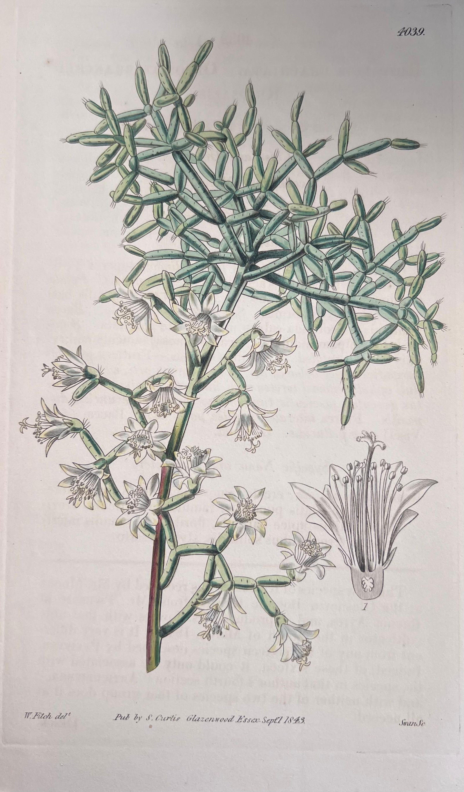 Set of Six Fine Antique British Hand Coloured Botanical Prints, circa 1900's, Early Mid 19th Century - 12