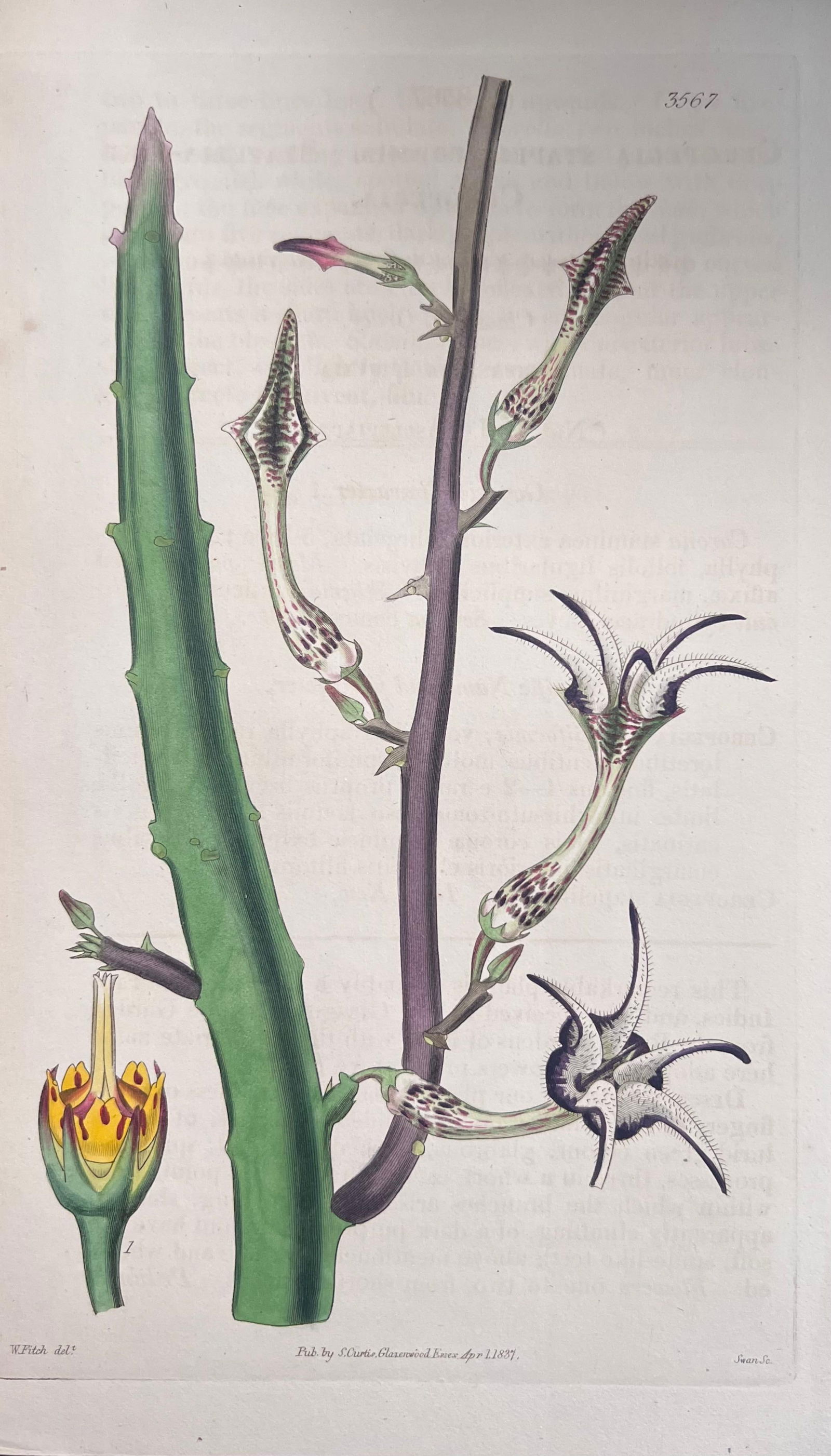 Set of Six Fine Antique British Hand Coloured Botanical Prints, circa 1900's, Early Mid 19th Century - 13