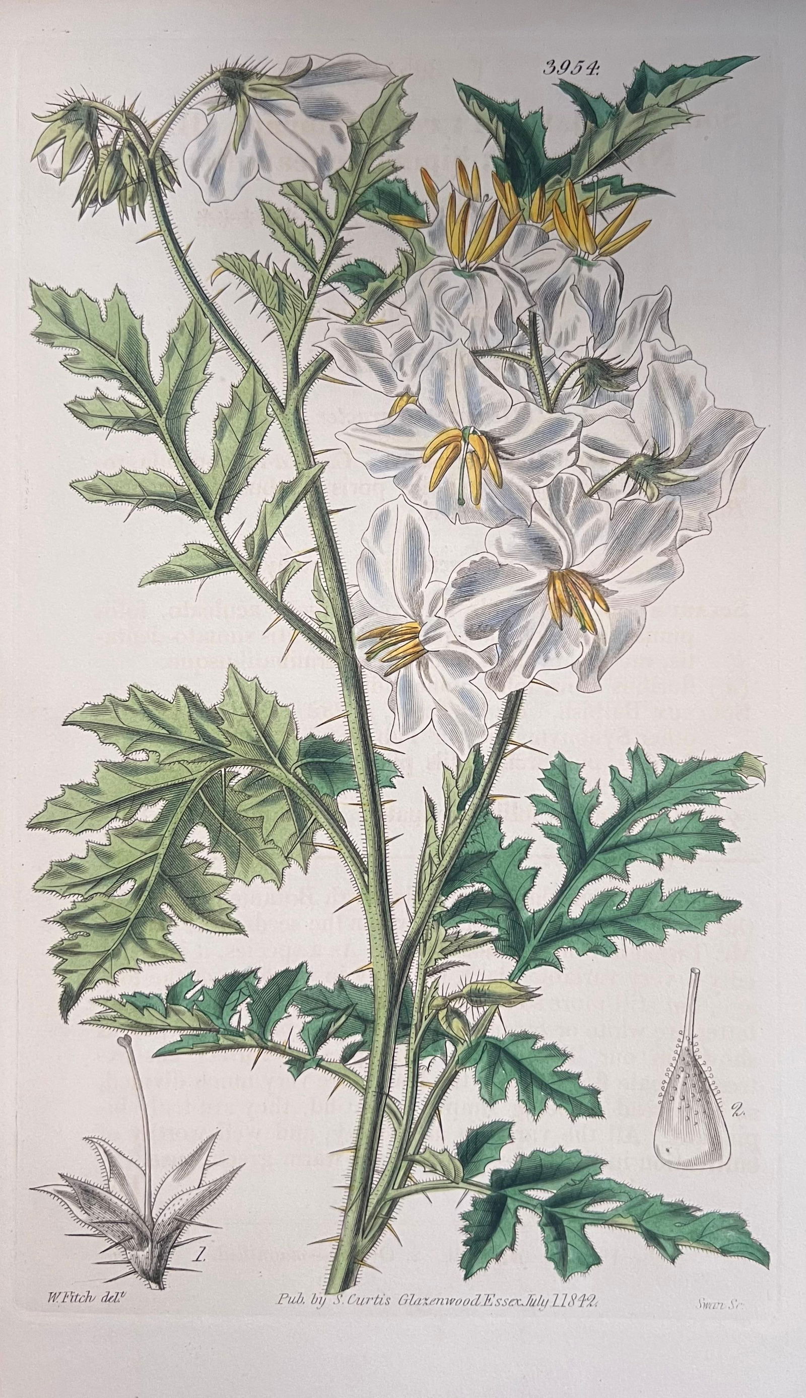 Set of Six Fine Antique British Hand Coloured Botanical Prints, circa 1900's, Early Mid 19th Century - 15