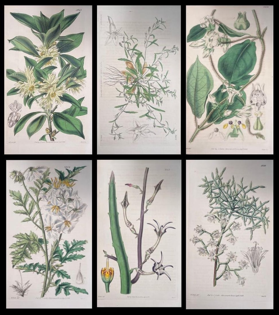 Set of Six Fine Antique British Hand Coloured Botanical Prints, circa 1900's, Early Mid 19th Century: Title: Set of Six Fine Antique British Hand Coloured Botanical Prints, circa 1900's, Early Mid 19th Century Description: Set of Six Hand Coloured Botanical Prints/Lithographs and Engravings Published