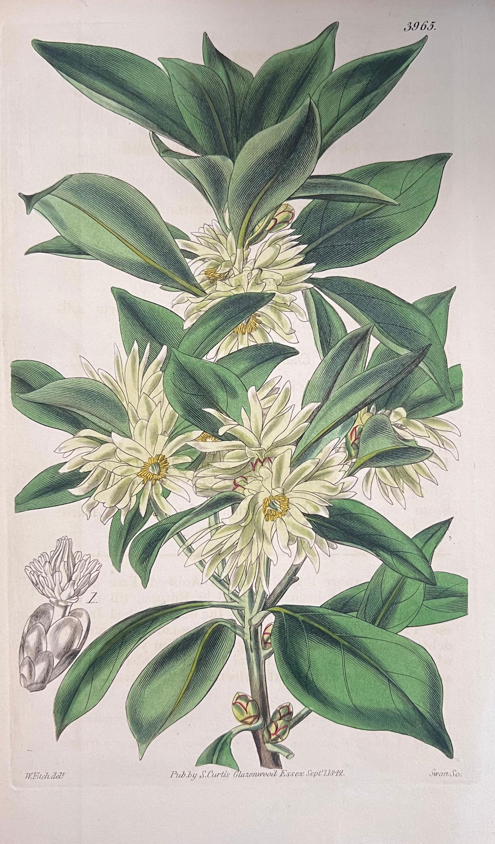 Set of Six Fine Antique British Hand Coloured Botanical Prints, circa 1900's, Early Mid 19th Century - 2