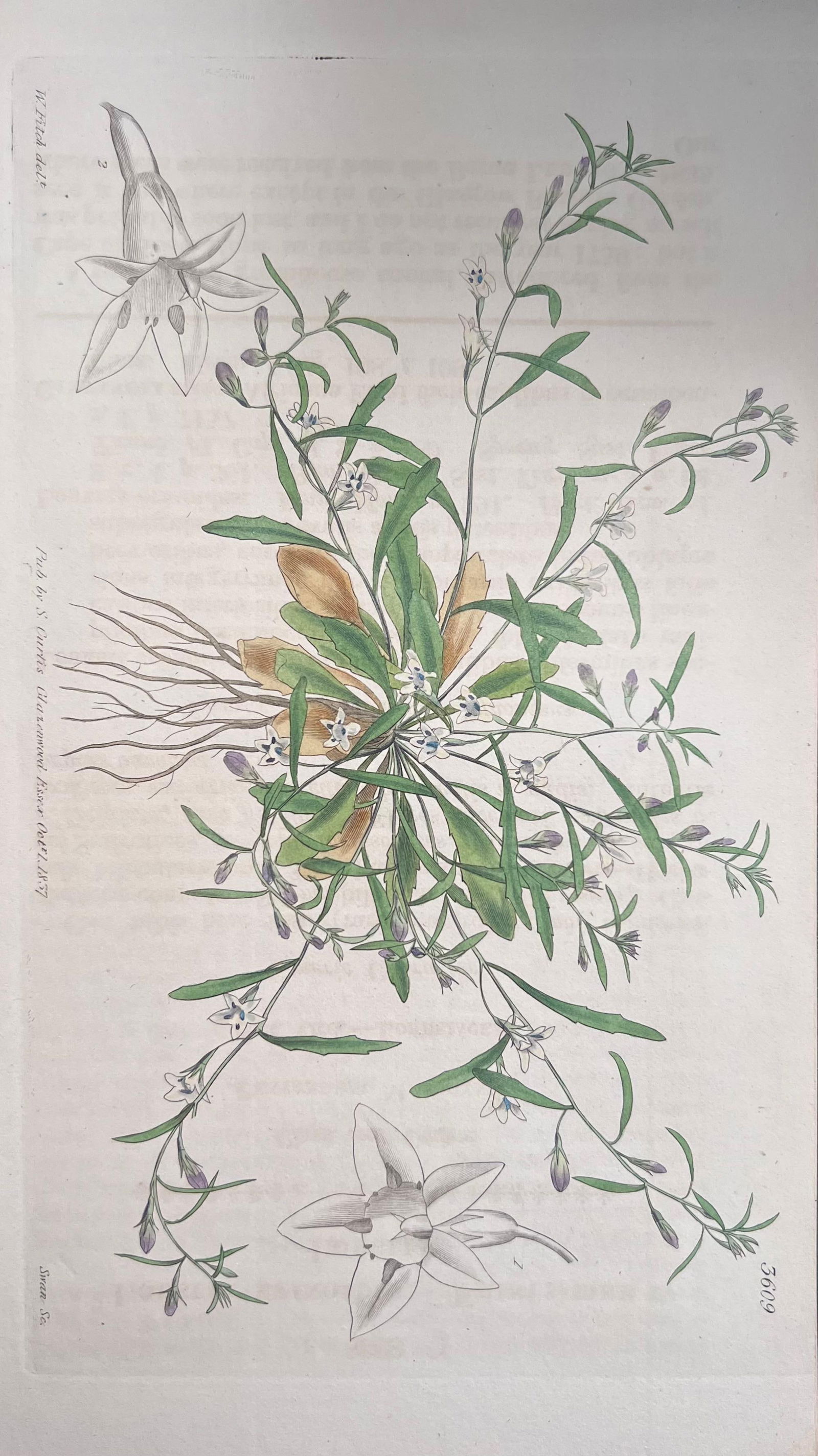 Set of Six Fine Antique British Hand Coloured Botanical Prints, circa 1900's, Early Mid 19th Century - 3