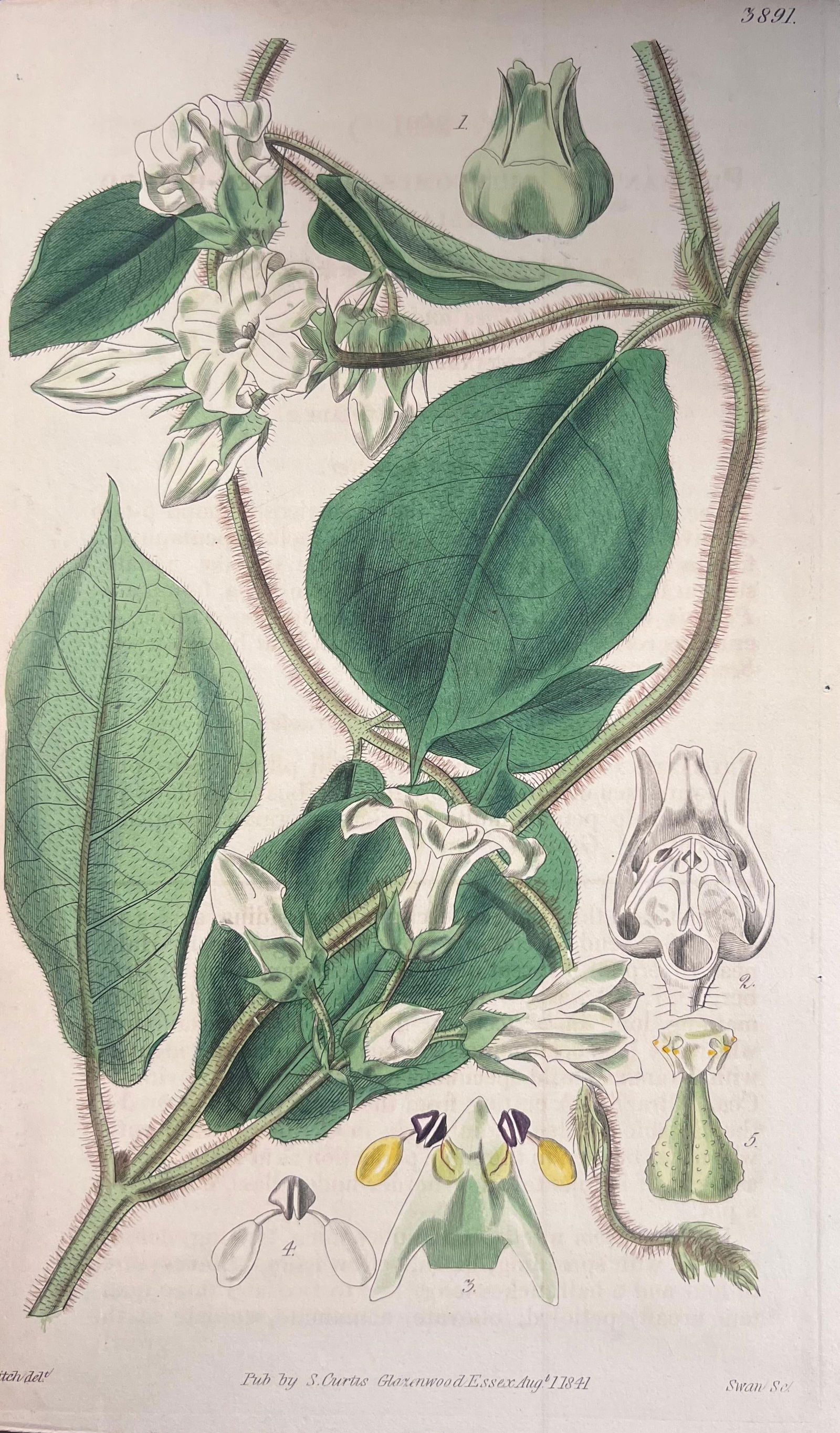 Set of Six Fine Antique British Hand Coloured Botanical Prints, circa 1900's, Early Mid 19th Century - 4