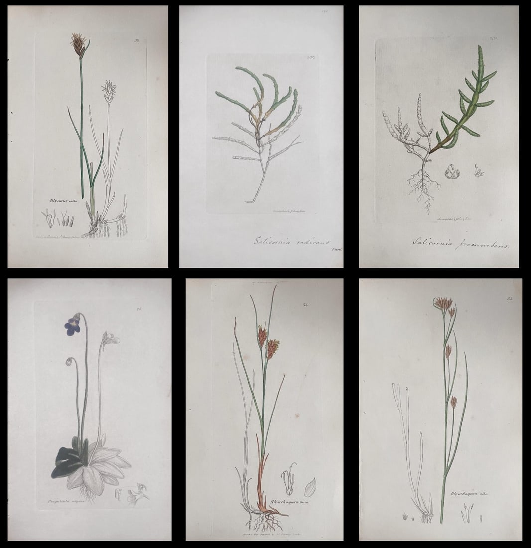 Set of Six Fine Antique British Hand Coloured Botanical Prints, circa 1900's, Early Mid 19th Century: Title: Set of Six Fine Antique British Hand Coloured Botanical Prints, circa 1900's, Early Mid 19th Century Description: Set of Six Hand Coloured Botanical Prints/Lithographs and Engravings Published